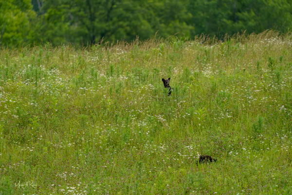 A grassy field with two black bears partially visible among the tall grass and wildflowers, with trees in the background.