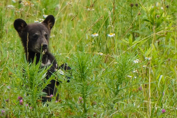 Young black bear cub standing tall in Cades Cove, Tennessee peaking over wildflowers with curious eyes.