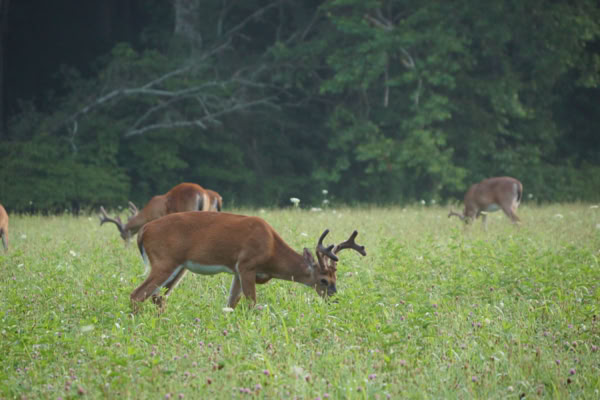 Three bucks with velvety antlers grazing in late spring field. Cades Cove, Tennessee. Soft morning light ahead of forest edge.